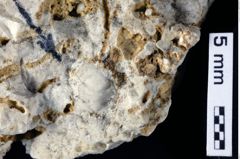 Foto (Detailansicht) von Decapoda indet. (NHMW-GEO-1990-0041-0407)